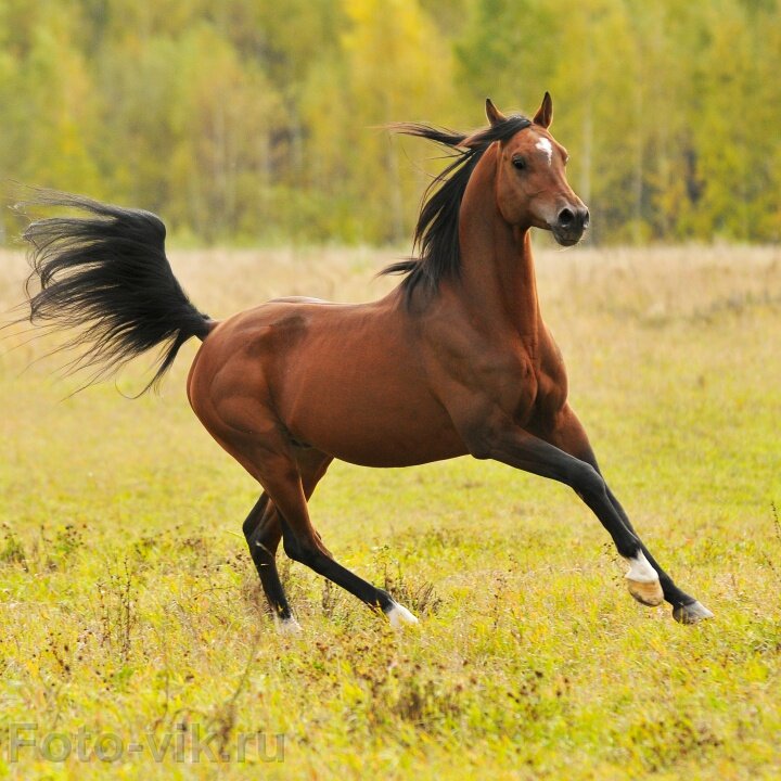 arabian_horse_31.jpg