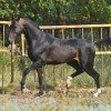 Horses from Stavropol akhal-teke farm