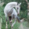 Horses from Stavropol akhal-teke farm