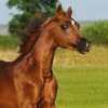 Арабские лошади Терского конного завода / Arabian horses from Tersk horsefarm