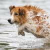 border collie in water